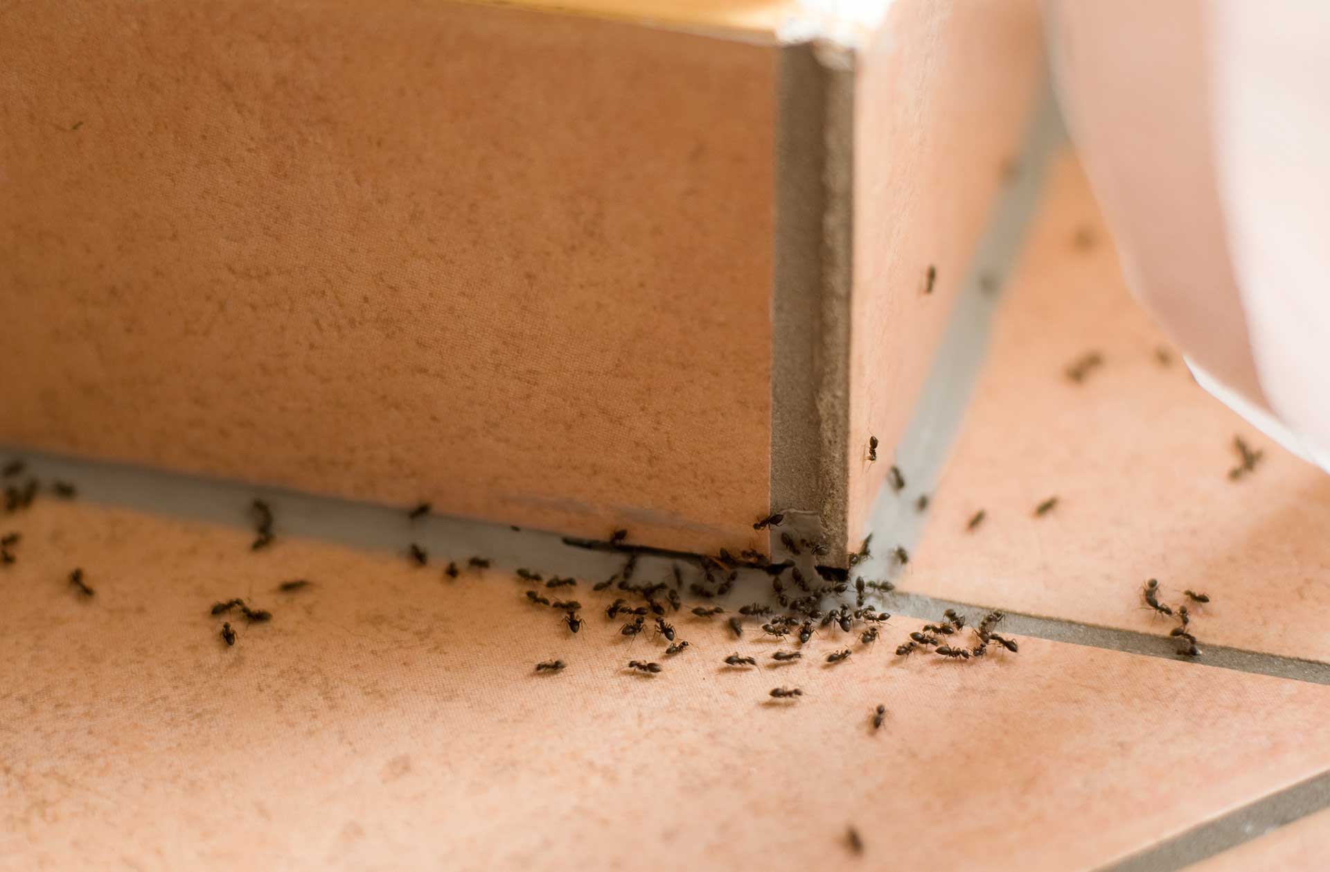 Ant Pest control Sunshine Coast