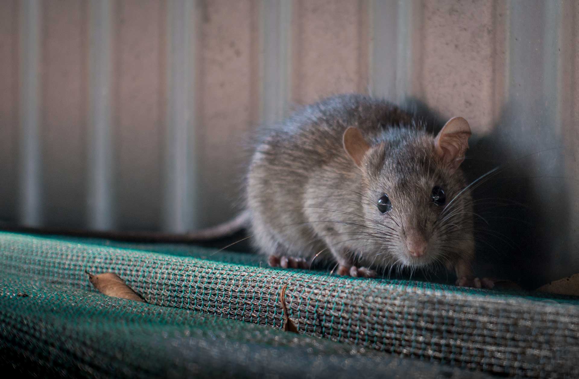 Rat Pest control sunshine coast