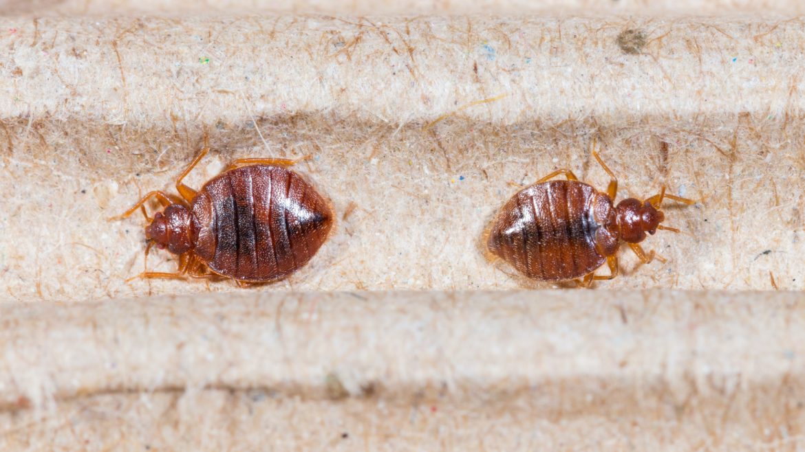 signs you have bed bugs